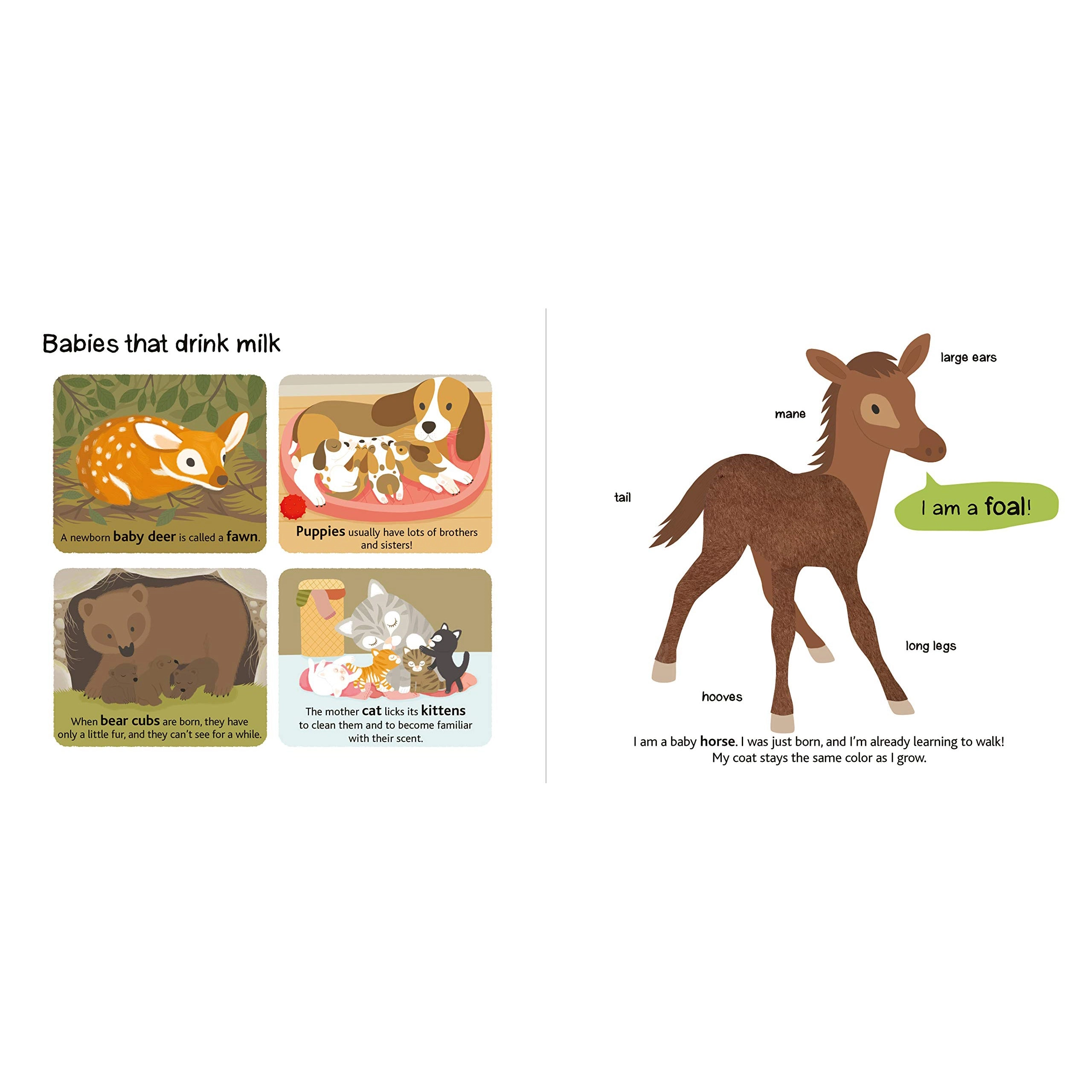 Baby Animals: Touch and Explore